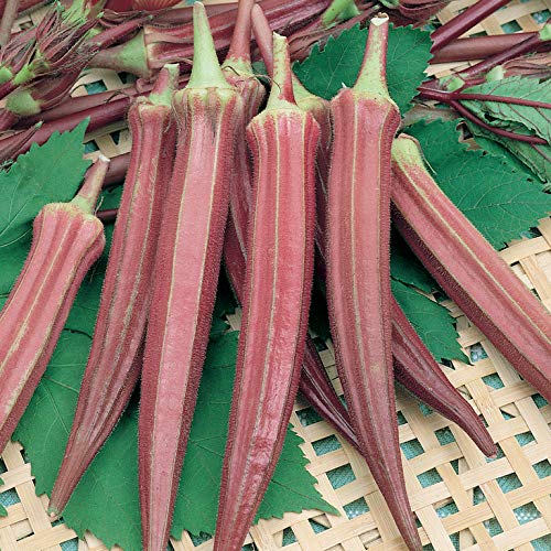 GARDENIFY INDIA RED LADY FINGER (BHINDI) SEEDS (100 SEEDS/PACKET) (B093TQ94SM) Amazon Price History, Amazon Price Tracker