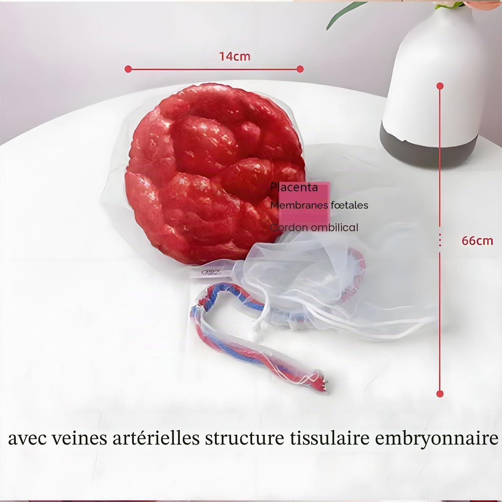 Modèle d'accouchement du bassin féminin, modèle pelvien de démonstration d'accouchement, simulateur d'accouchement du cordon ombilical/placenta pour étude, affichage, enseignement médical(A)