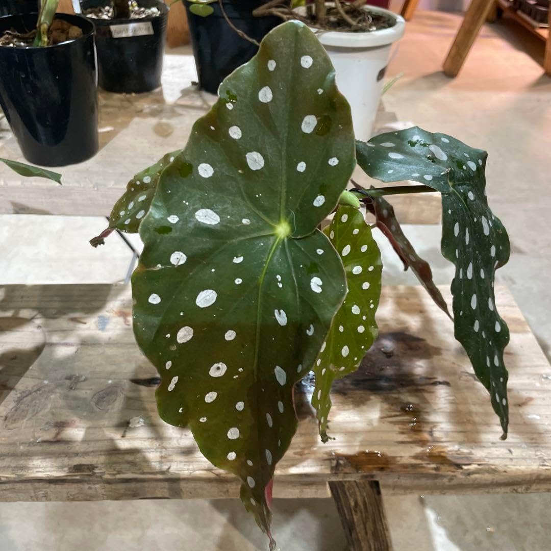 ベゴニア マクラータ 鉢ごと ベゴニア マクラータ 250610 40