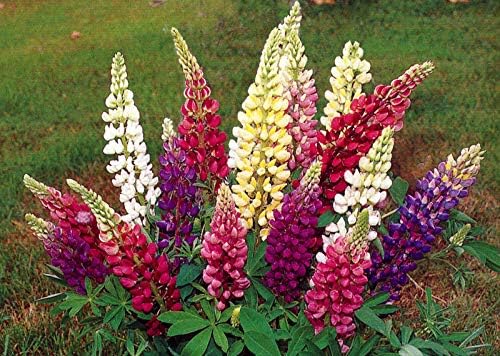 Miniatura 7 de CEMEHA SEEDS - Mezcla de flores perennes para plantar