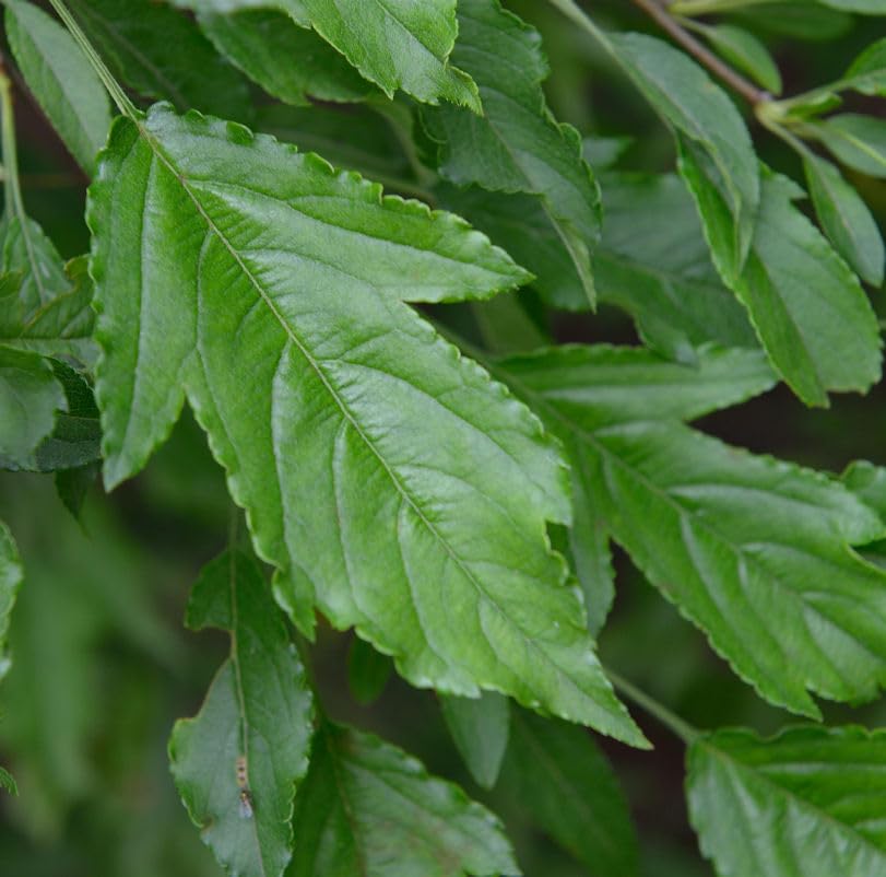 Dreilappiger Zier-Apfelbaum 60-80cm - Malus trilobata - lebende Gartenpflanze aus den Baumschulen