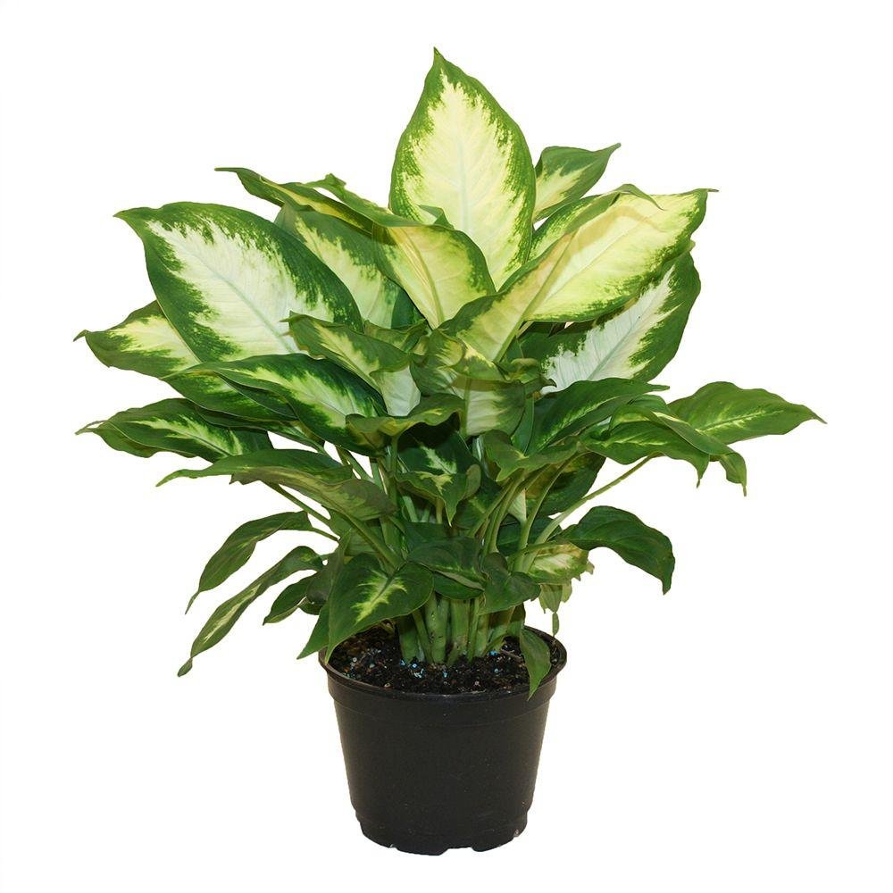 Harit - The Plants Shop - Dieffenbachia Air Purifying Green Live Indoor Plants (B07635RQZ4) Amazon Price History, Amazon Price Tracker