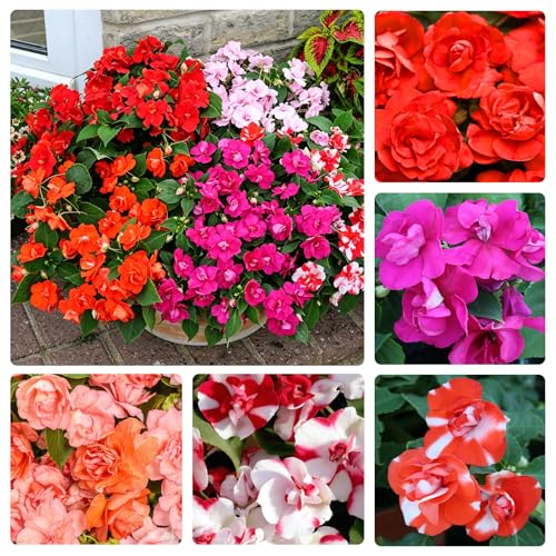 120Pcs Mixed Impatiens Athena Flower Seeds - Vibrant Annual Flowers for Garden & Containers - Shaded to Partially Shaded Areas