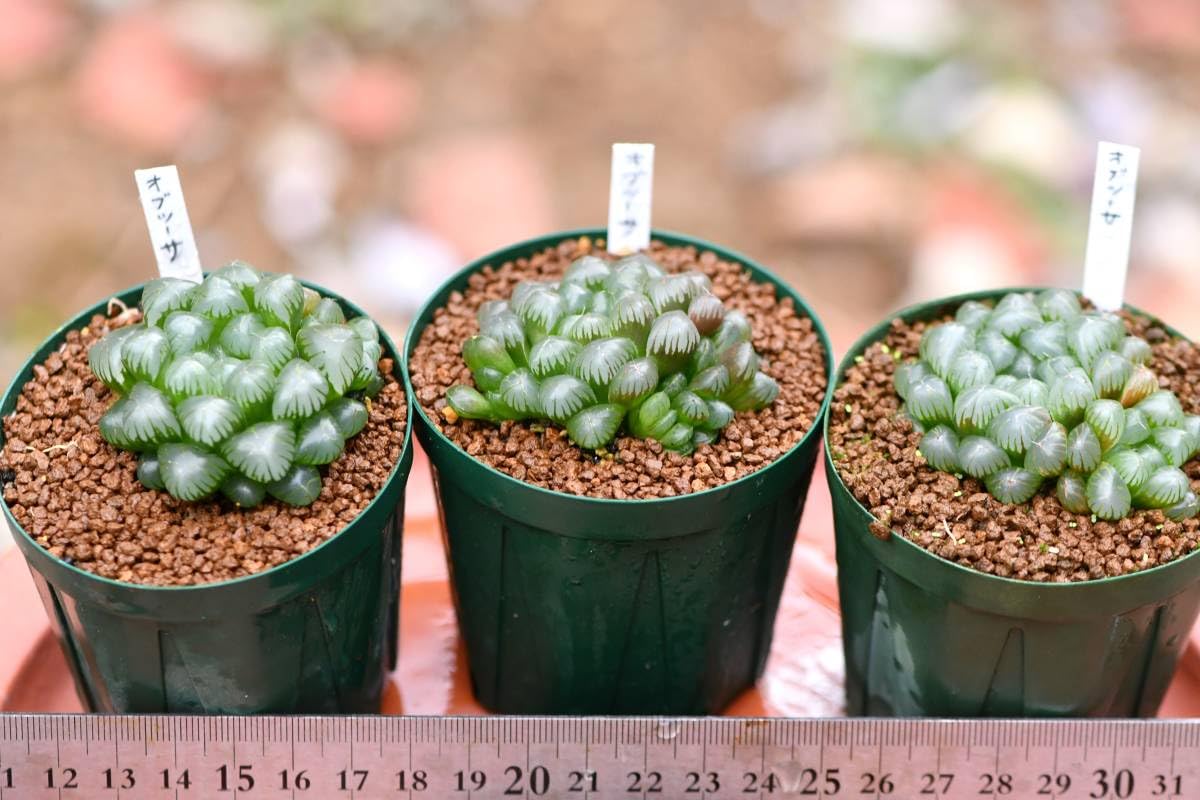 Amazon.co.jp: 第四種可 多肉植物 ハオルチア オブツーサ 3鉢セット