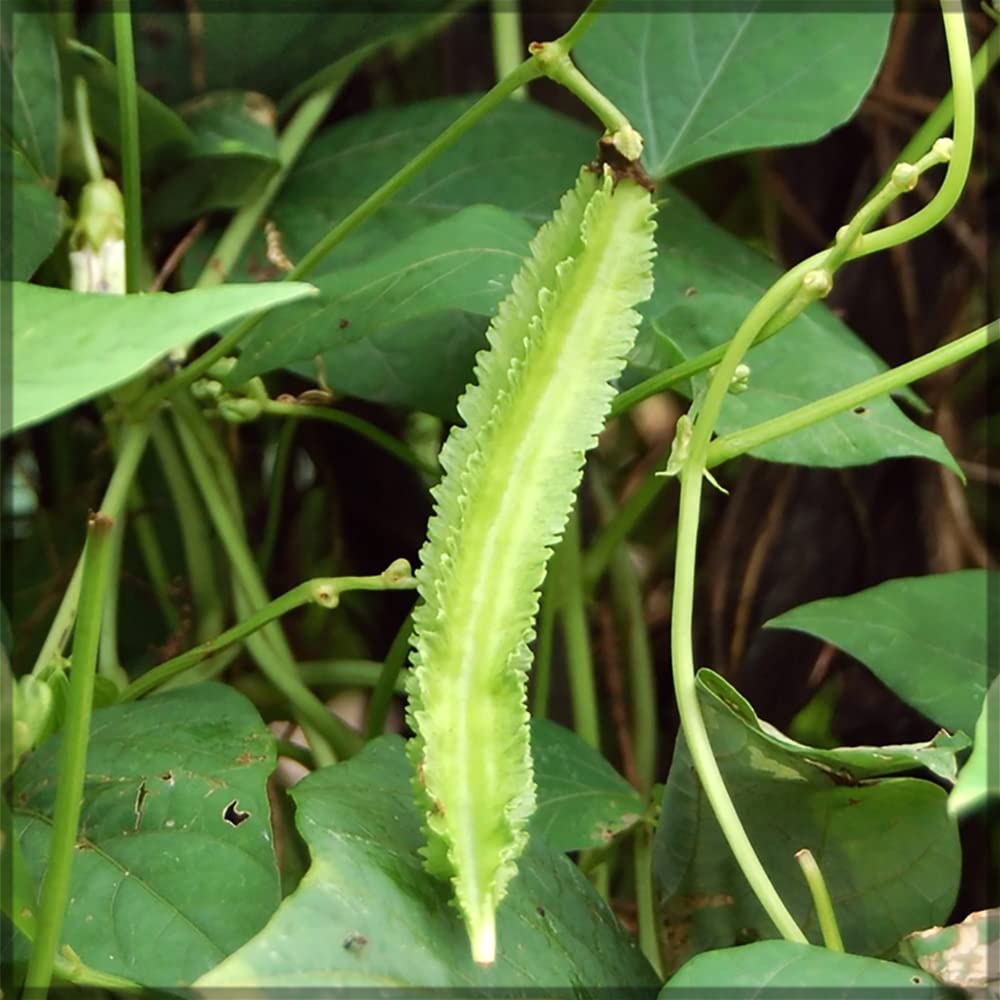 Winged Beans Green (Psophocarpus tetragonolobus) / Goa bean / Manila bean / princess bean / Asparagus bean / Dragon bean (Pack of 10+ Seeds)- Our Seeds