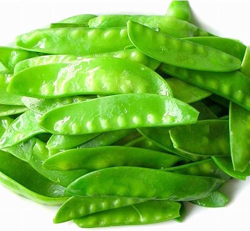 Miniatura 2 de Todd's Seeds Oregon Sugar Pod II - Semilla de guisante, sin OMG, sin químicos, alta germinación (14 libra)