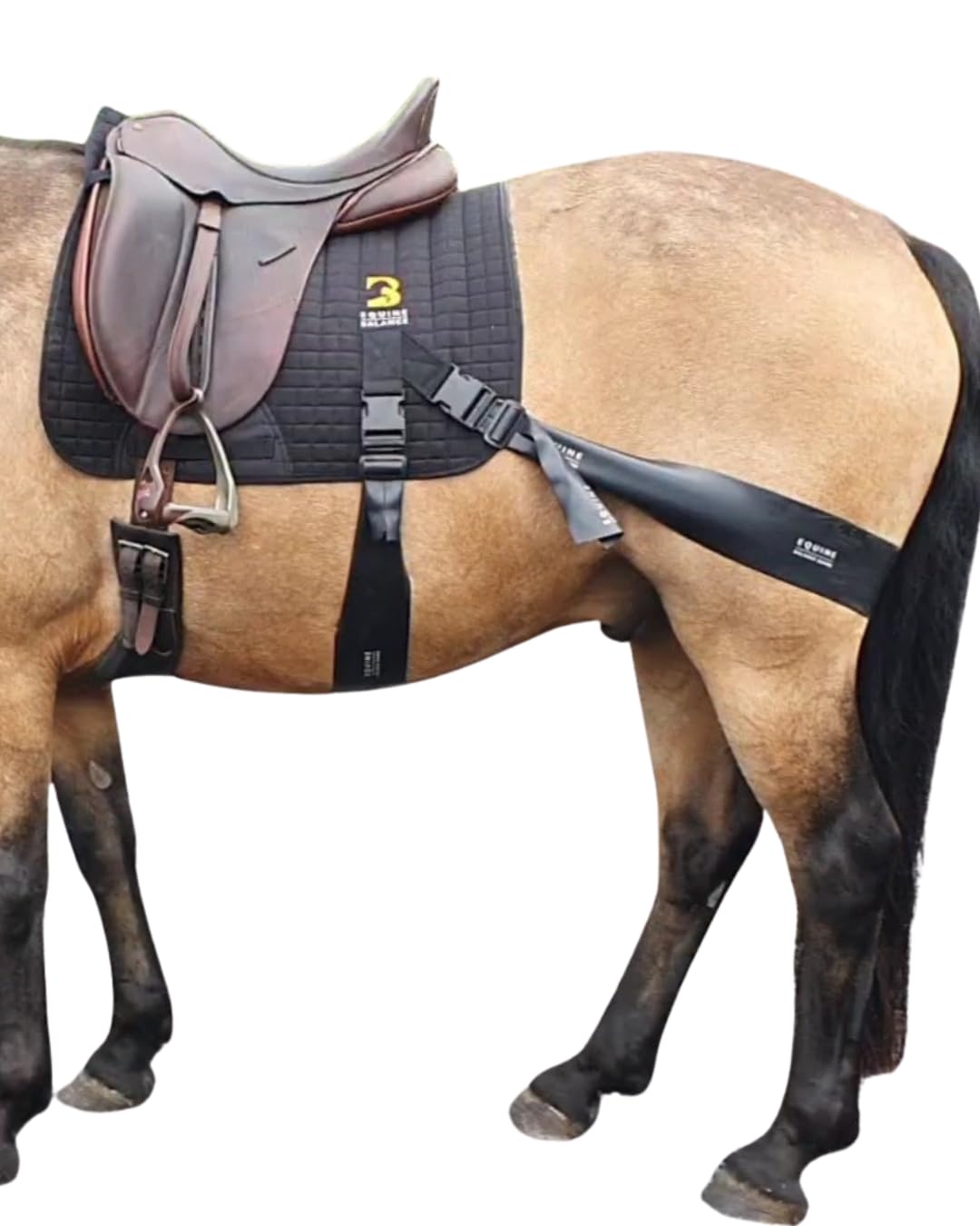 Equine Band System – Dressage Core Conditioner Training Aiuto per cavalli con fasce fisioterapiche professionali e sottosella dressage Equine Balance Bands.