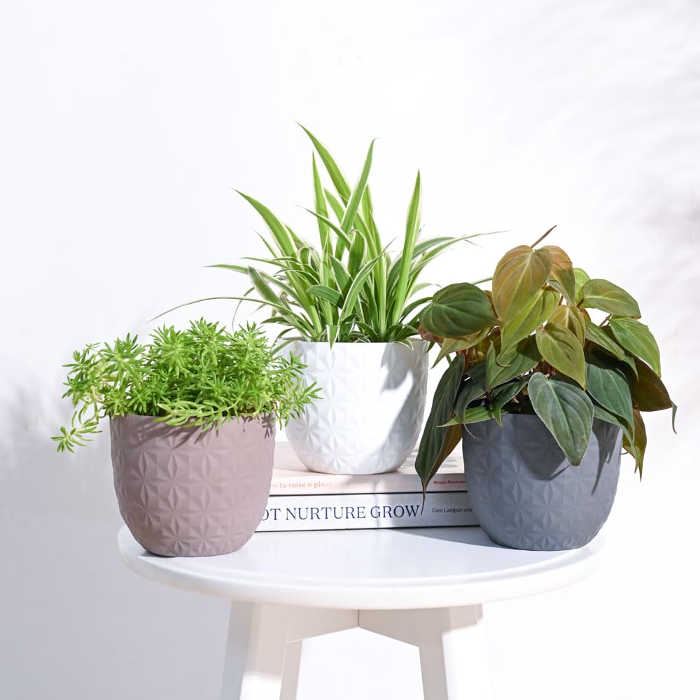 UGAOO Verona Diamond Round Plastic Planter for Home & Balcony Garden (11 CM) -Set of 3 (Multicolor) (B0C8Z84YNZ) Amazon Price History, Amazon Price Tracker