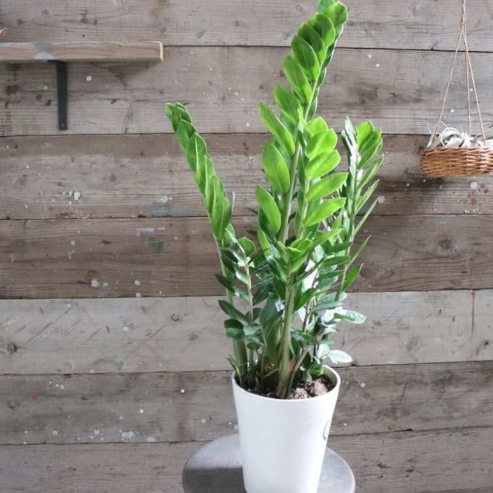 Amazon｜ザミーフォリア 7号 ザミオクルカス 観葉植物｜観葉植物