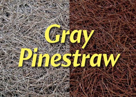 9,600 Sq Feet Georgia Pine Straw Color Concentrate