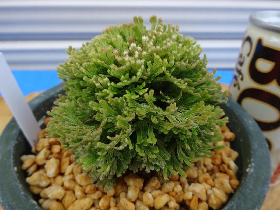 Amazon.co.jp: イワヒバ 激レア品種《 華麒麟 》 岩松 巻柏 古典園芸