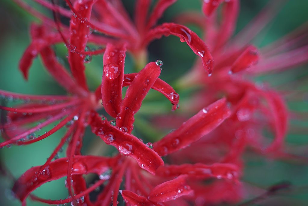 Amazon | ※オールドレンズ※INDUSTAR-61L/Z-MC 50mm/f2.8 マクロ M42