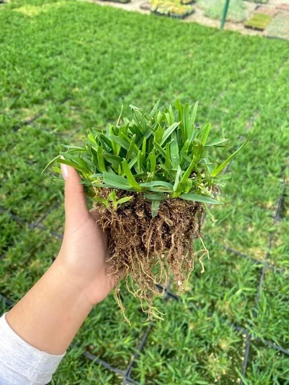 St Augustine Grass BAREROOT - Drought and Shade Tolerant - 10ct