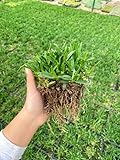 St Augustine Grass BAREROOT - Drought and Shade Tolerant - 10ct