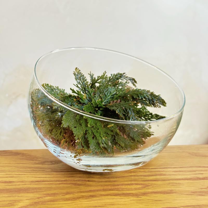 Rosa de Jericó | Planta de la resurrección | Planta mística | Planta para meditación y decoración |Bulbo de Flor | Planta Interior