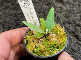 Amazon｜frog_yamato【willinckii yellow moon dwarf 】YMDS イエロー