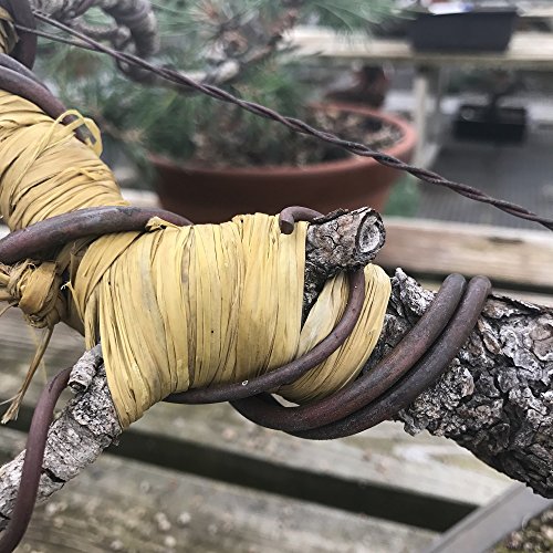 Tinyroots Bonsai Tree Raffia - Bonsai Plant Branch Protection + Bonsai Wiring Aid For All Tree Sizes #TOP1