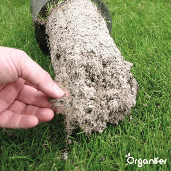 Organifer Herstelgazon Graszaad – Resilient (1 Kg Voor 50 M2), Gazonreparatiezaadmix, Milieuvriendelijk Gazonzaad, Onderhoudsarm Graszaad, Dichte Dekking, Duurzaam En Slijtvast, Nak-Certificering - Afbeelding 3