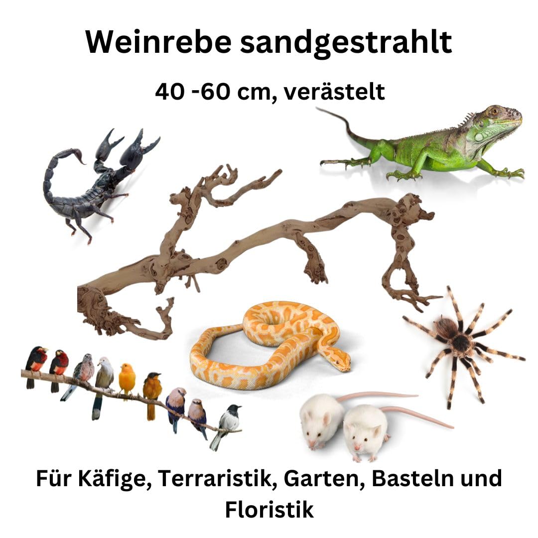 Weinrebe, Rebenholz, verästelt, sandgestrahlt, Verschiedene Größen, Terrarium Deko, Sitzstange, Vogelsitzplatz, Käfigzubehör, Floristik und Raumschmuck