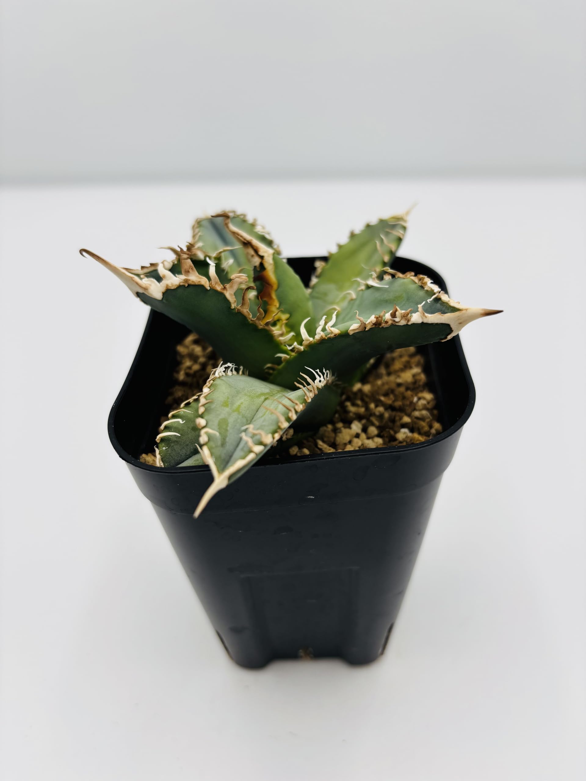 Amazon｜アガベ チタノタ 白幽霊/Agave titanota 'White Ghost'/観葉