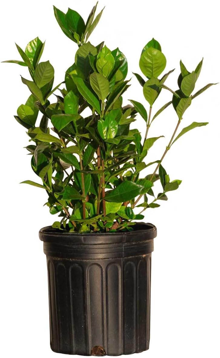 The Best Plants For Hedges Expert Fupping