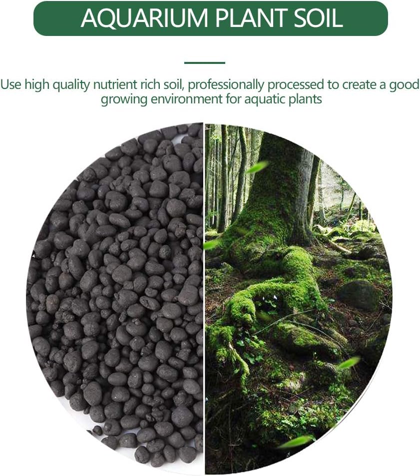 特選品‼︎ 外管理の為葉も厚いコウモリラン・ウインキーリキー陶器鉢入り