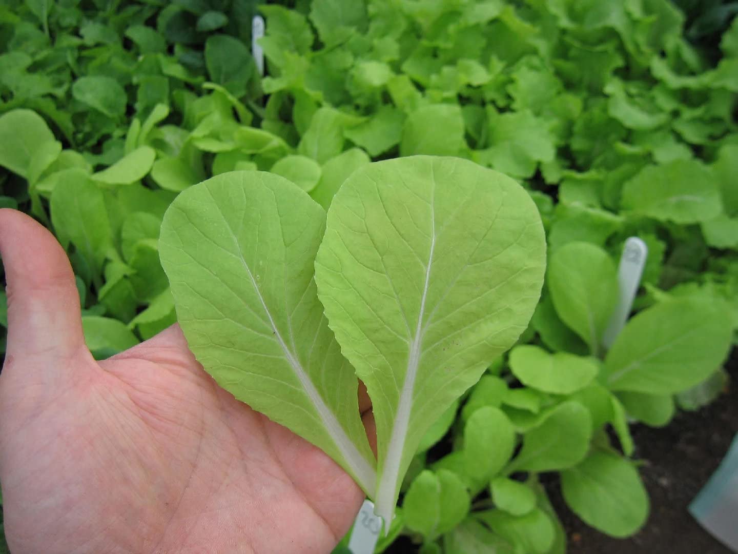 Viridis Hortus - Pak Choi, Golden Yellow F1 (Salad Babyleaf) (2100) (5g) Vegetable Seeds (Superb as Babyleaf)