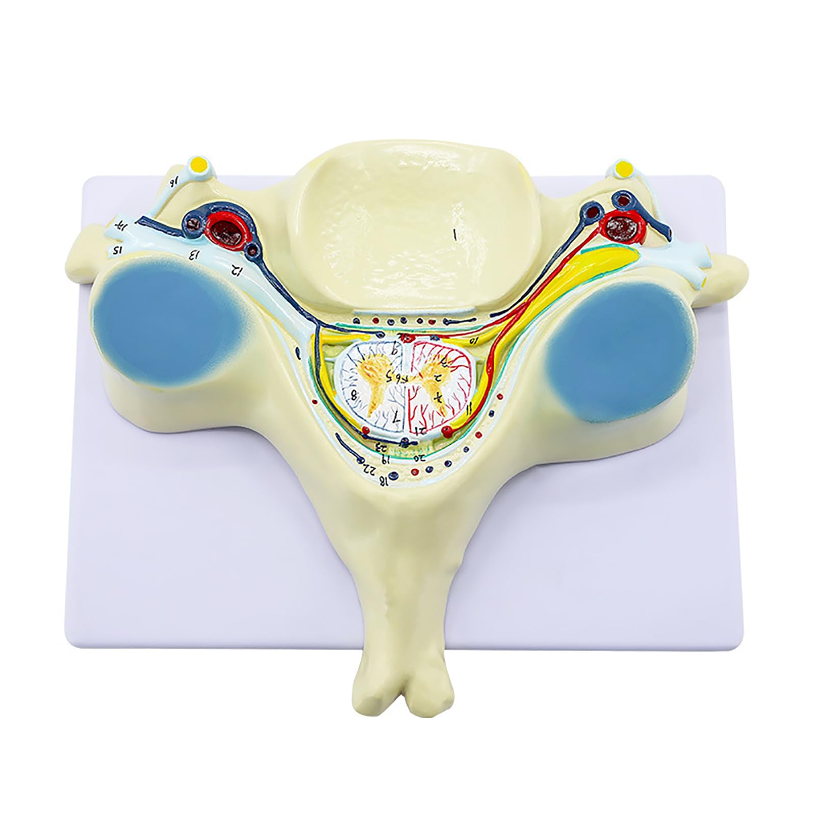 Model Kręgu Szyjnego W 7-krotnym Powiększeniu, Anatomiczny Model Piątego Przekroju Kręgu Szyjnego Człowieka, Dokładna I Realistyczna Struktura, Wytrzymały Materiał PVC, Dla Studentów Medycyny