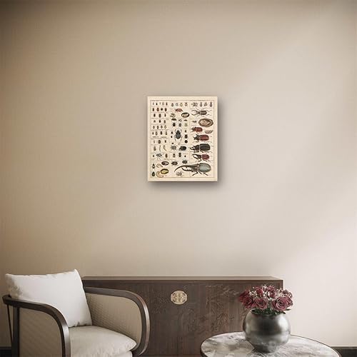 Miniatura 9 de Meishe Art Póster Vintage Impresión Colección de Insectos Identificación de Especies Tabla de Referencia Diagrama de Entomología Aula Club