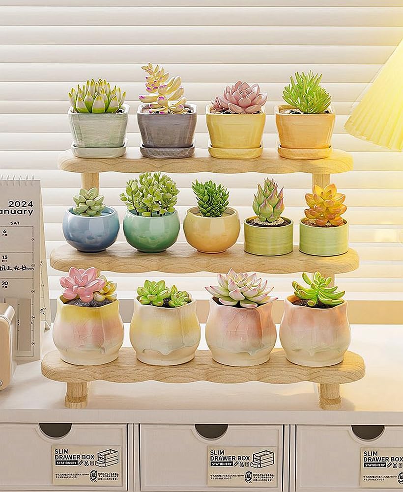植物棚　フィギュア棚 Amazon.co.jp: 実木台面木の置物棚、台形フィギュア展示棚、多肉植物