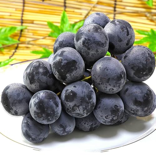 ナガノパープル｜長野県の名産！人気の美味しいナガノパープルお