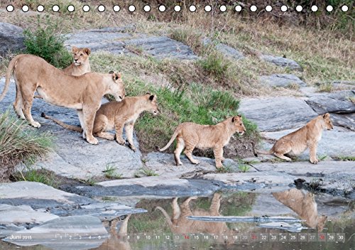 Löwen - Herrscher der Savanne (Tischkalender 2015 DIN A5 quer): Fasziniernde Aufnahmen der majestätischen Raubkatzen - auch als verspielte Löwenkinder (Tischkalender, 14 Seiten)