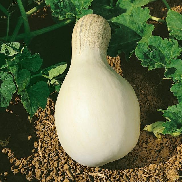 Cushaw White Pumpkin Seeds - 1 Lb ~2800 Seeds - Non-GMO, Heirloom - Vegetable Garden - Cucurbita mixta