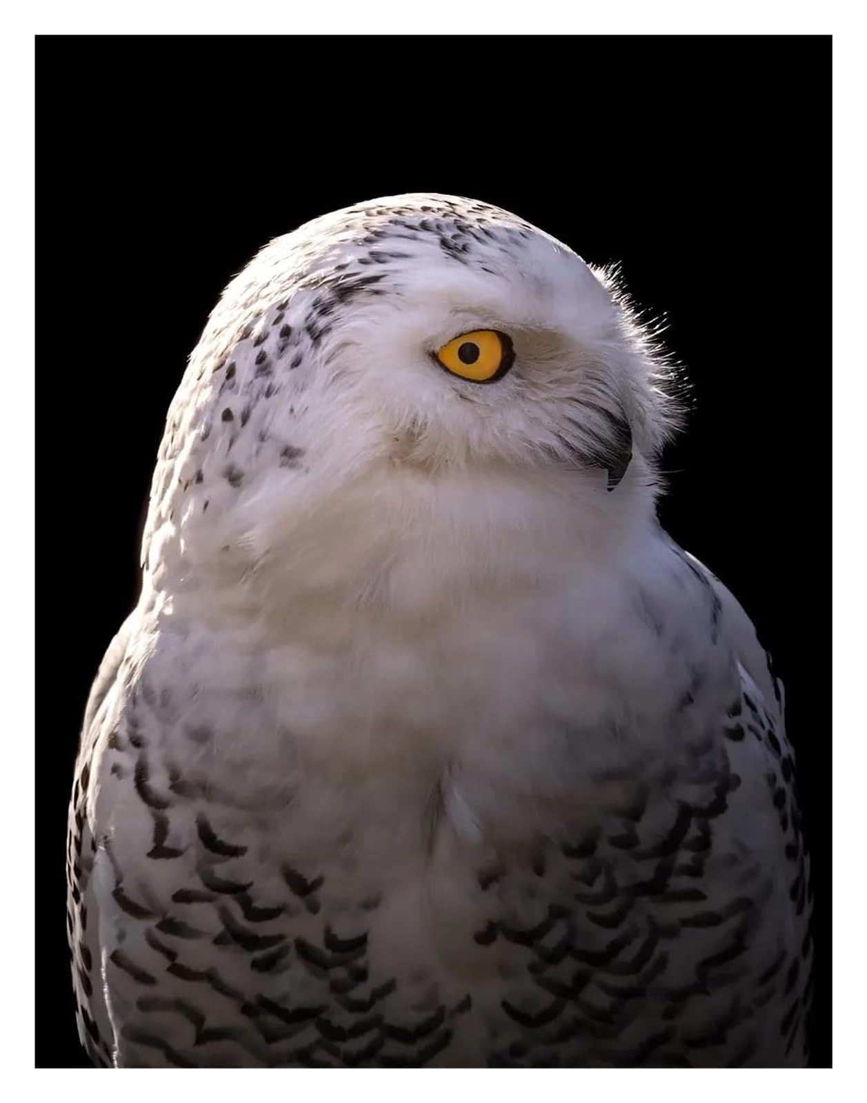Xenite E Xenit Wall Art Canvas Prints Classic Majestic In Forest Photography Posters Prints Polar Owl Canvas Painting Wall Art Pictur Hom Living Room Decor(,50X70cm)
