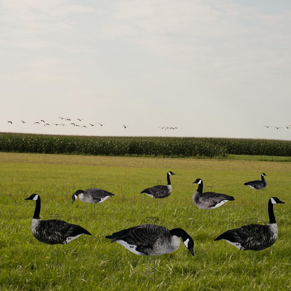 Pro-Flock Señuelos de silueta de ganso de Canadá, 12 señuelos de caza de ganso totalmente flocados con detalles realistas, acabado texturizado, 3 posturas naturales y estacas de campo