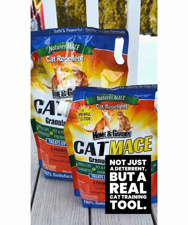 What Do Cats Hate to Keep Them Away: Top Proven Deterrents