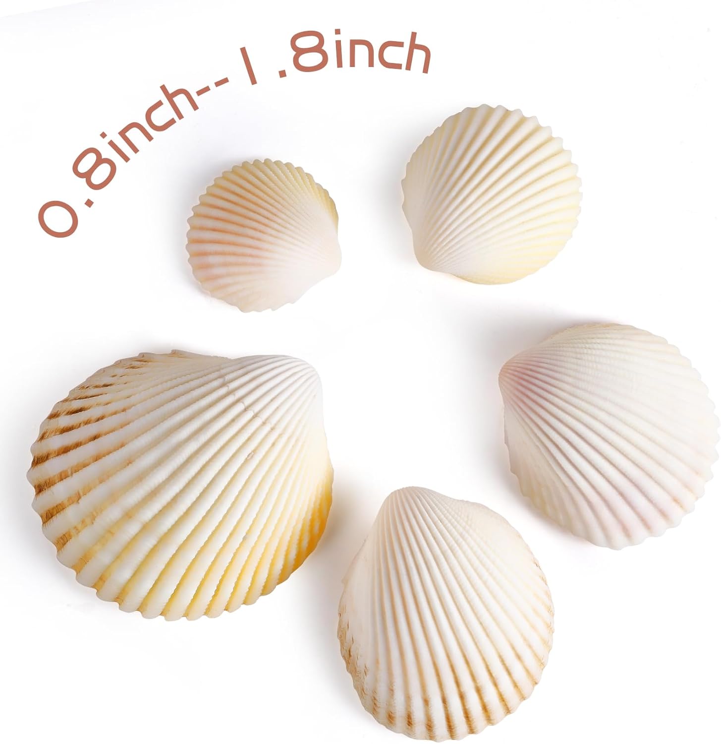 PPCLION 80 PCS 0.8-1.8 Inch Natural Scallop Shells Sea Shells for DIY Craft Home Décor - Image 2
