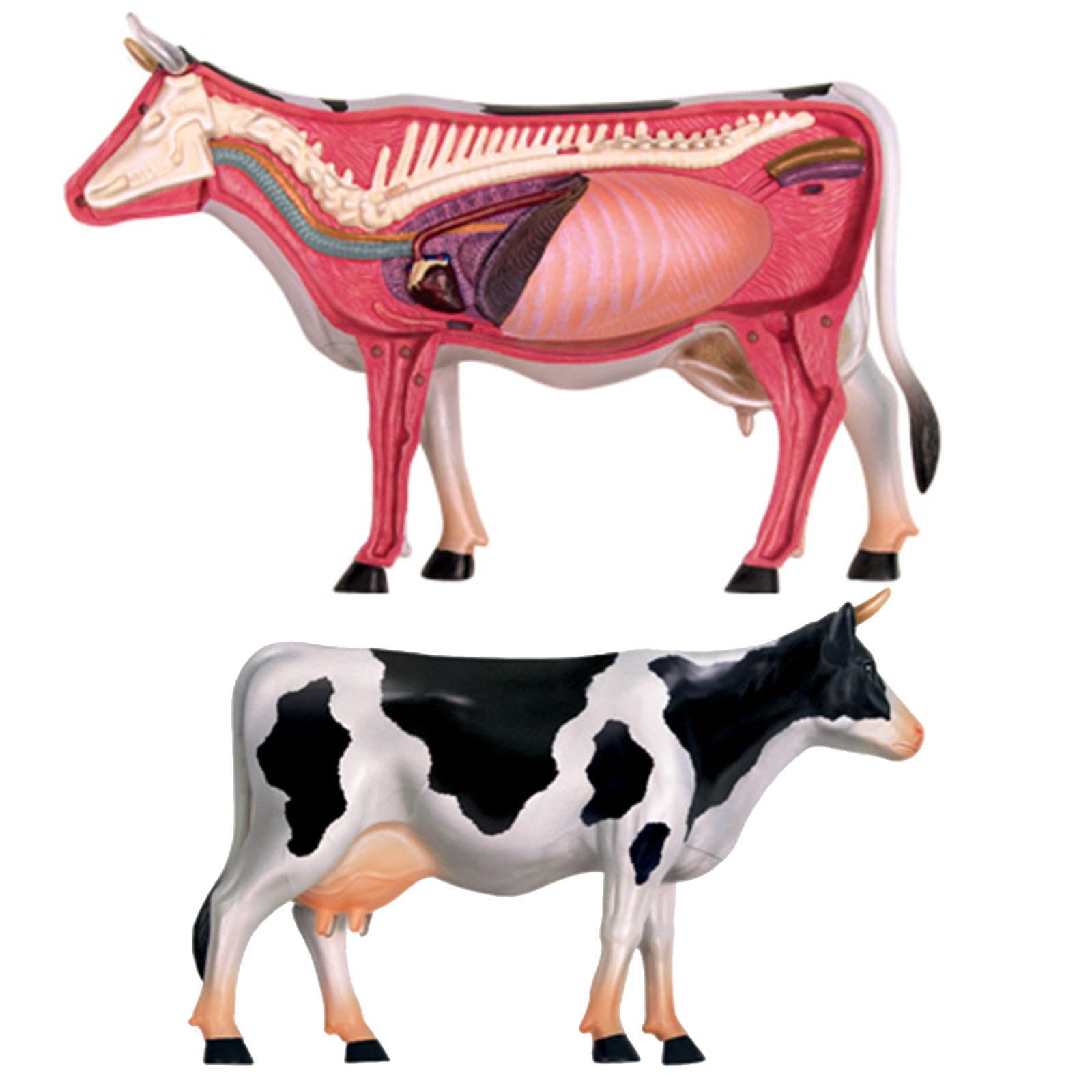 Amazon.co.jp: 4Dビジョン牛モデル、動物解剖学モデル、牛臓器解剖学