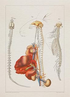 Anatomy RABBIT BRAIN ORGANS print SRA3 12x18 conqueror laid paper
