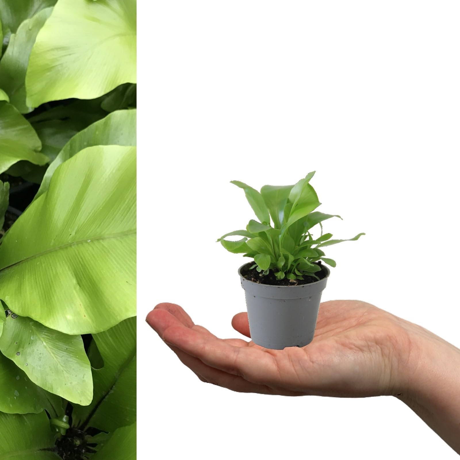 Asplenium Nidus Fern in 6cm Pot - Bird's Next Fern - Mini Indoor Plant - Easy to Maintain (1 Plant)