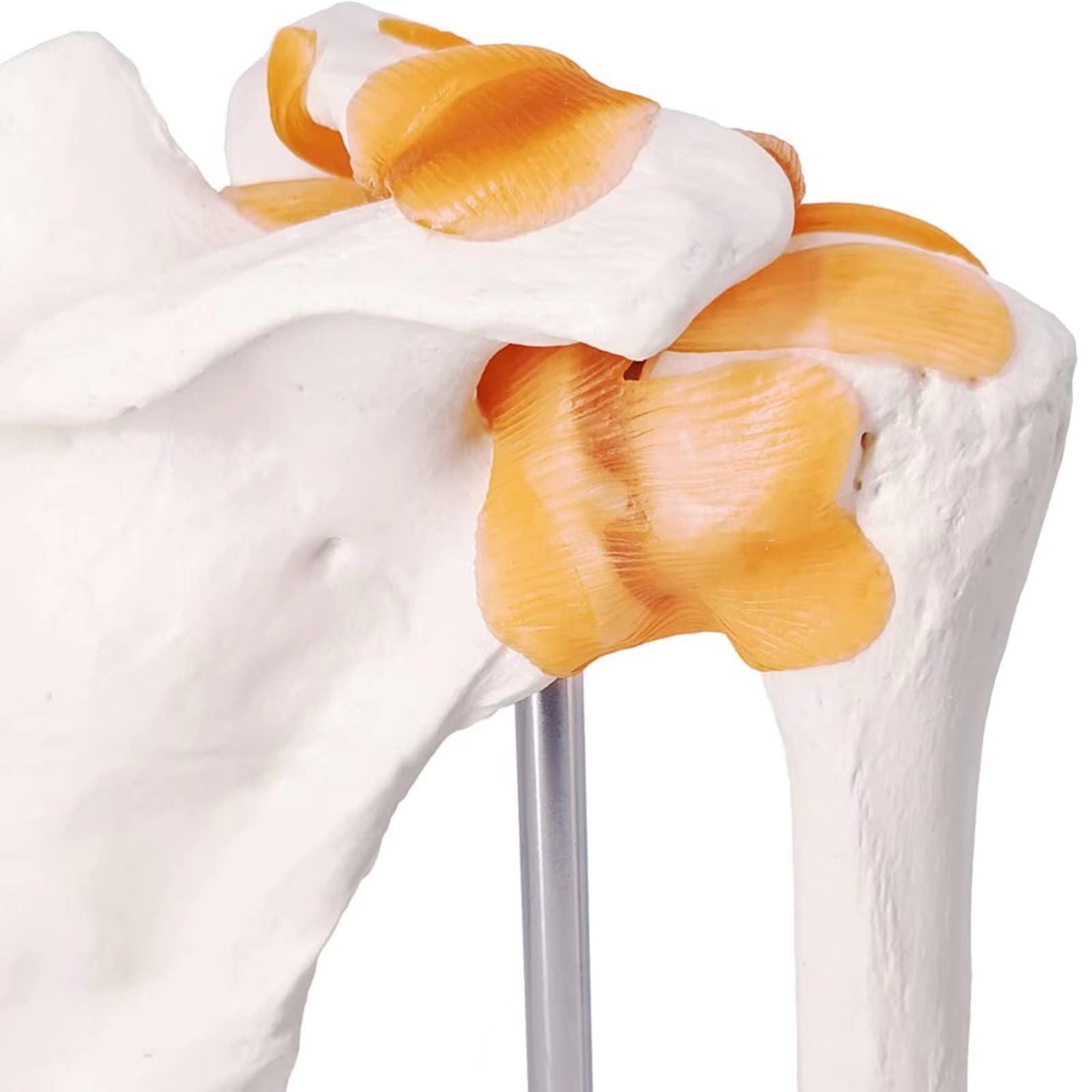 Modello anatomico dell'articolazione della spalla, scheletro medico umano, riproduzione per studi medici