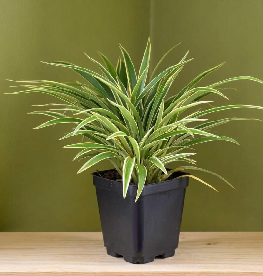 Spider Plant (Chlorophytum comosum) – Live Air-Purifying Indoor Houseplant | Easy-Care, Fast-Growing Plant for Home, Office, Gifting & Hanging Baskets (Pack of 1 Potted Plant)-image-1
