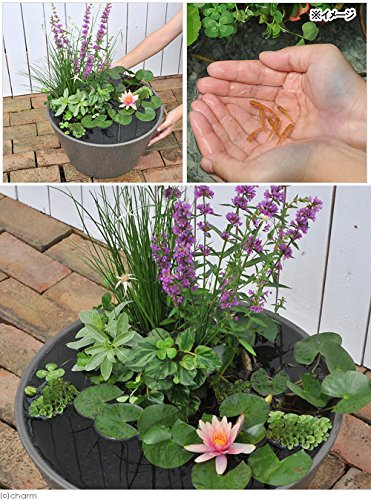 Amazon ビオトープ めだか はじめての睡蓮セット 姫睡蓮桃 メダカ睡蓮鉢グレー ヒメダカ 浮き草他 １セット 説明書付 本州四国限定 休眠株 栽培キット オンライン通販