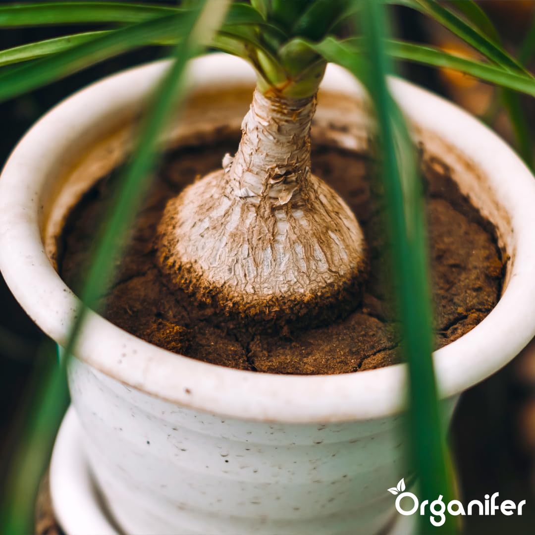 Fertilizante Líquido Orgánico 1L Para Pie De Elefante – Plantas Robusta Y Hojas Lujosas – Organifer