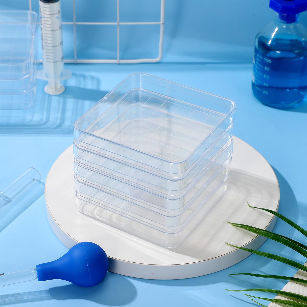 Cabilock Lot de 10 boîtes de Pétri transparentes avec couvercle Plats de culture pour laboratoire recherche végétale microbiologie projets scientifiques