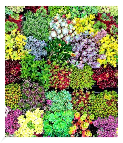 BALDUR Garten 6er Staudengarten 'Oslo', Pflanzen im 9x9 cm-Topf, winterhart, ein Mix aus 3 Sedum, 1 Saxifraga, 1 Sempervivum und 1 Thymian, winterharte Stauden, trockenresistent, mehrjährig, blühend