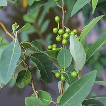 【クロちゃん】精油オイル7種 2826-5/5 クロちゃん】精油オイル7種 2826-5/5 クロちゃん様専用】精油