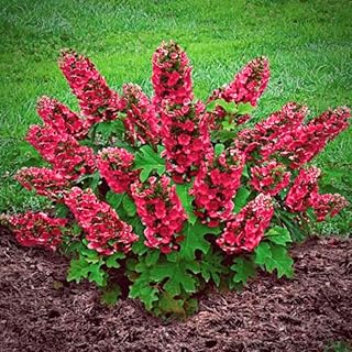 Hydrangea Tree Live Plant, Change Color, Vibrant Blooms, Outdoor Growing, Hardy and Ready to Plant, 6-12" in Tall (Ruby Slipper)