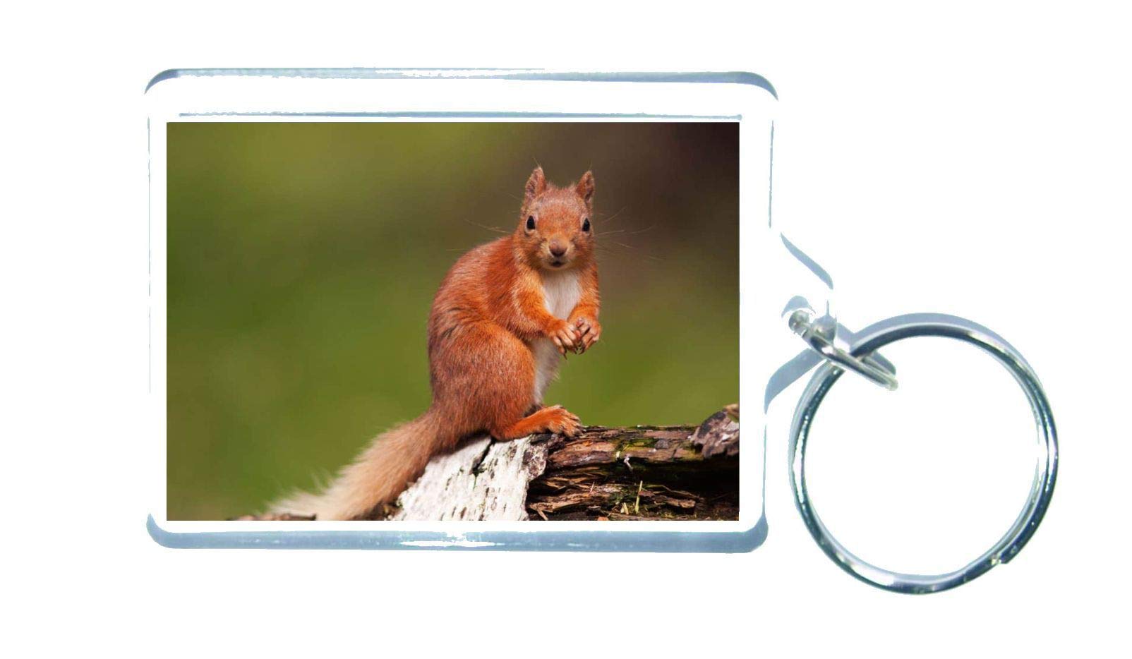 Decalarama Clear Red Squirrel Keyring Photo Gift - Cute Custom Novelty Key Ring Gift Present Key Chain
