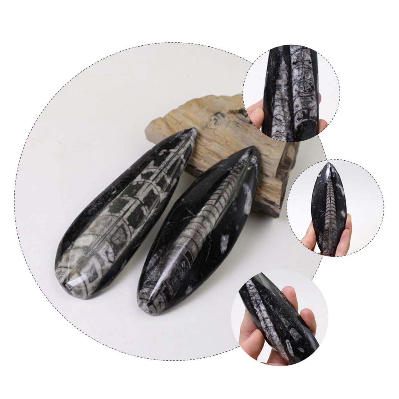 ORFOFE Especimen Paleontológico Orthoceras Natural Mineral Decorativo para Enseñanza Científica y Colección Educativa Grande Fósil Auténtico para Laboratorio y Exhibición